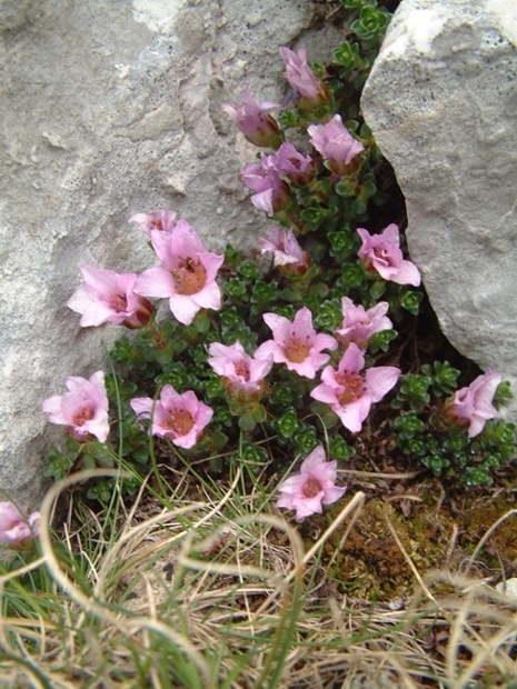 Saxifraga oppositifolia subsp. oppositifolia